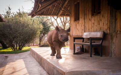 Apollo’s August Update