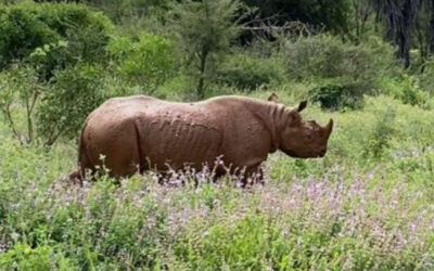 Apollo’s January 2021 Update