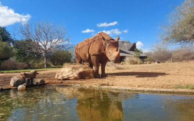 Apollo’s September Update