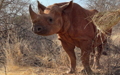 Apollo’s October Update 2021