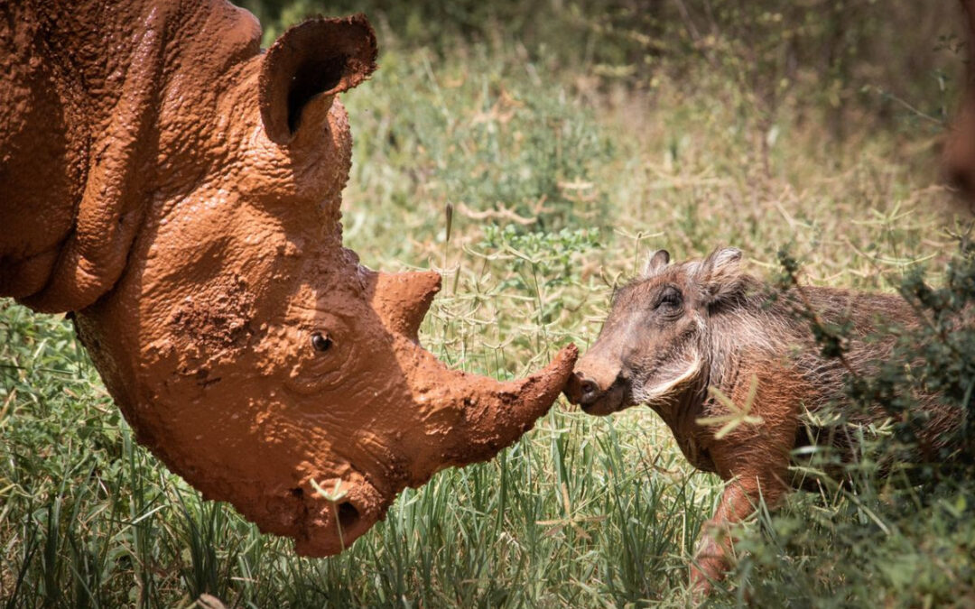 Apollo’s February 2022 Update